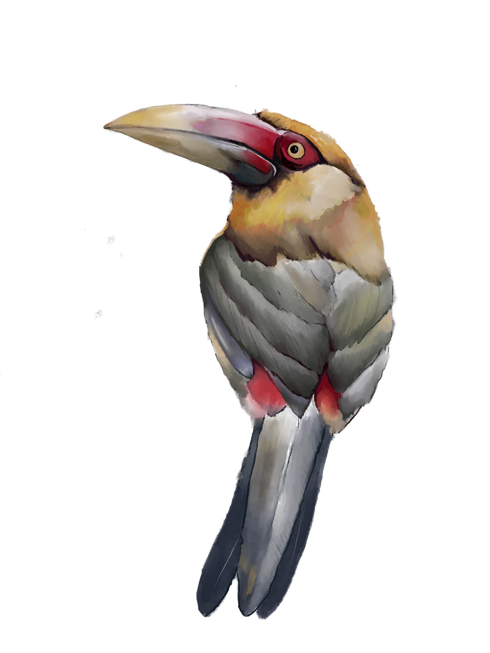 Aracari, digital illustration