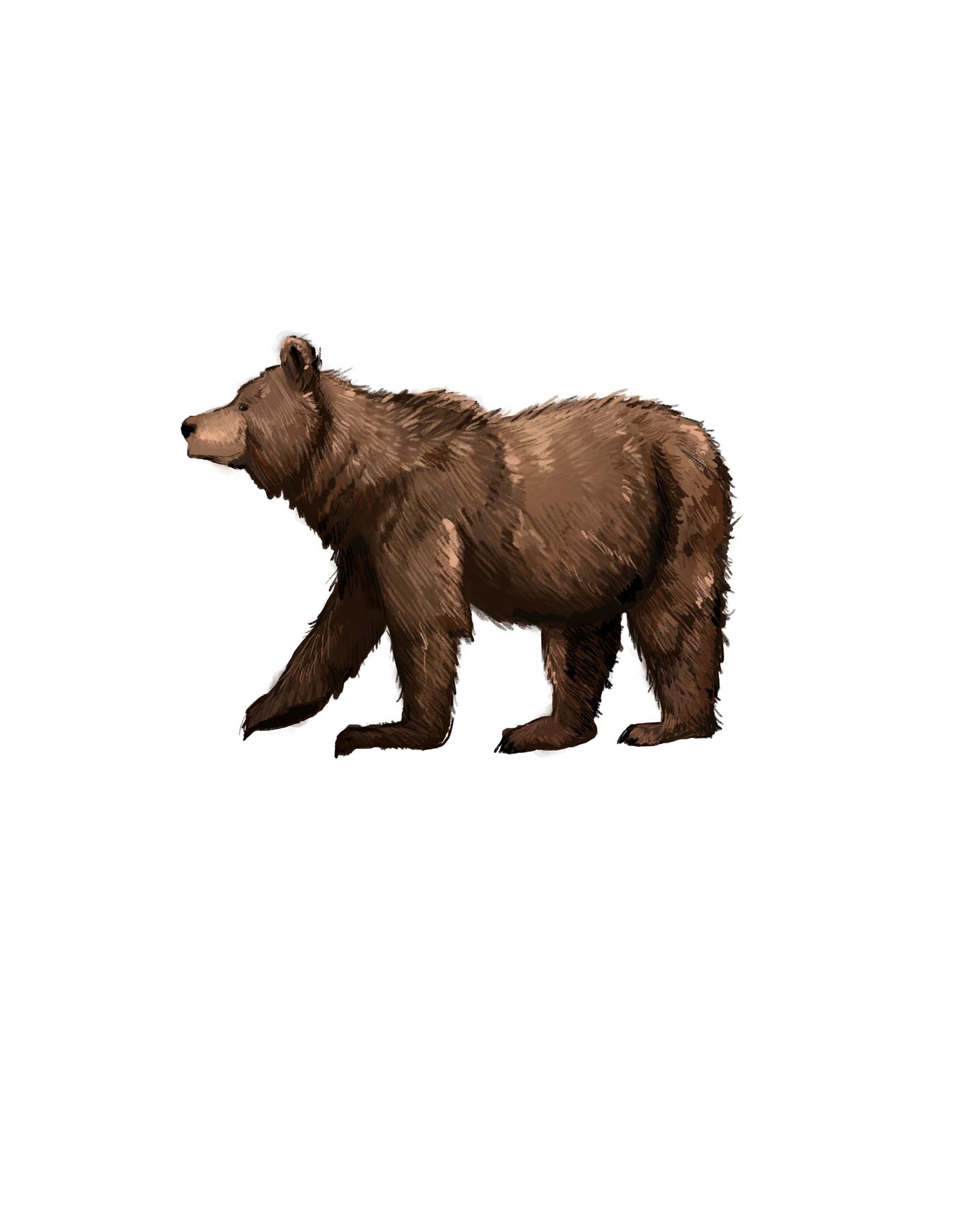 Bear, digital illustration