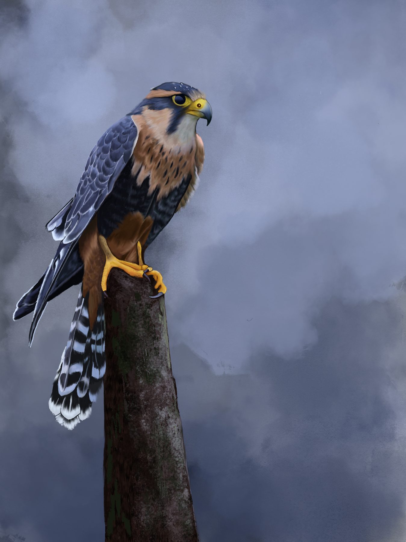Falcon, digital illustration