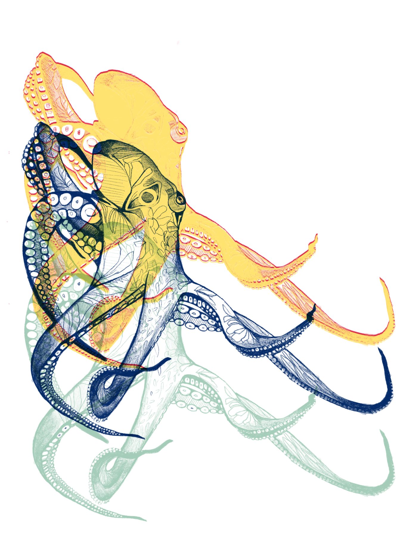 Octopi, pen and digital illustration