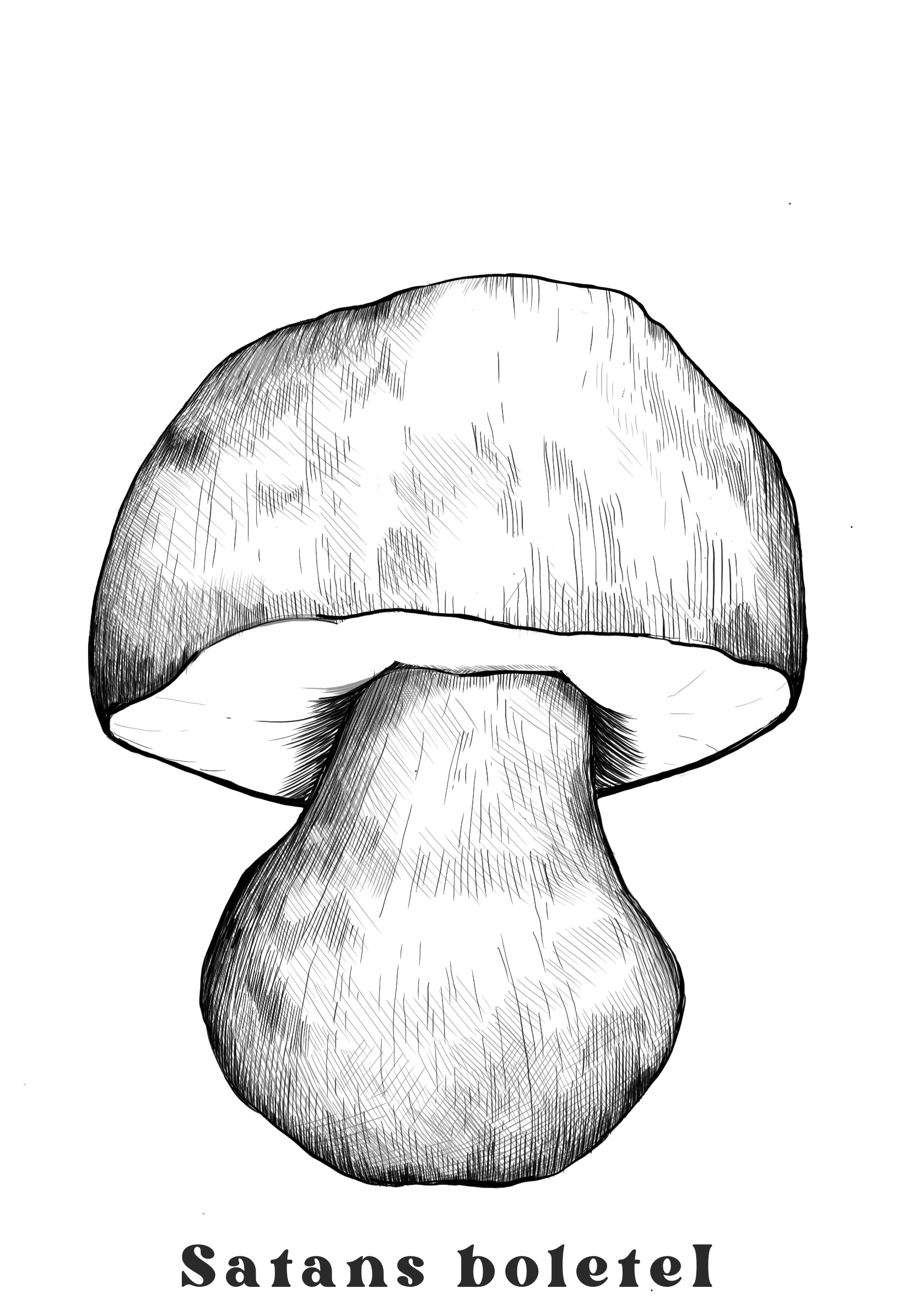 Satan's Bolete, pen and ink